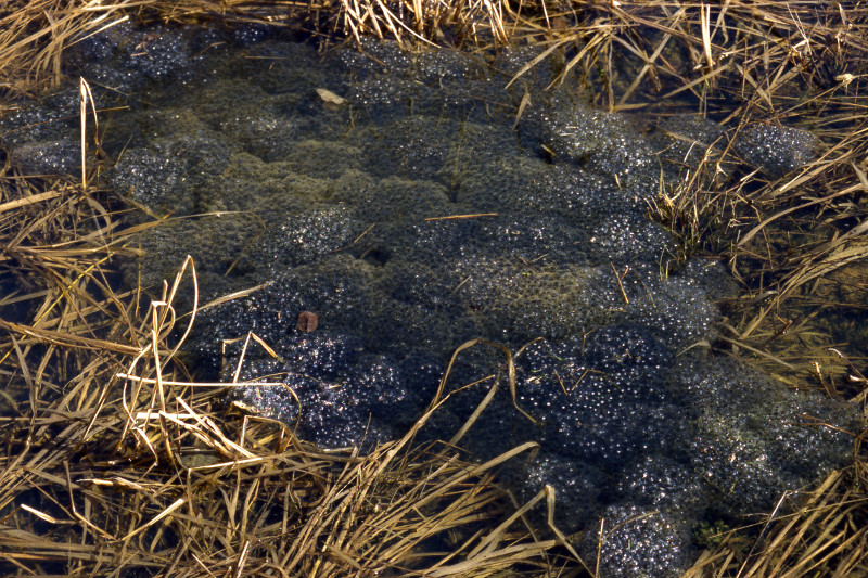 Wood frogs typically lay their egg masses together in large rafts in one area of a vernal pool. Wood frogs typically lay their egg masses together in large rafts in one area of a vernal pool. Credit: Sally Ray